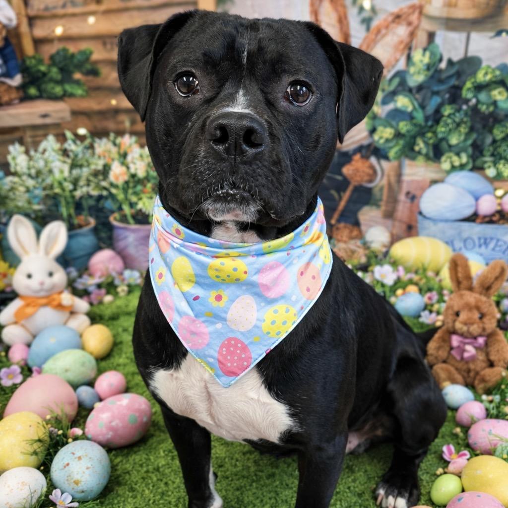 Enlarge Radish, a Adoptable mixed breed in Binghamton, NY image 1/6