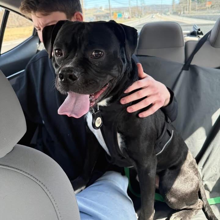 Enlarge Radish, a Adoptable mixed breed in Binghamton, NY image 3/6