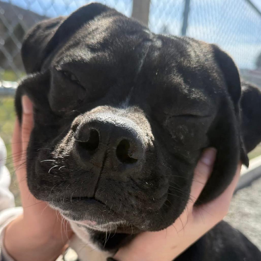 Enlarge Radish, a Adoptable mixed breed in Binghamton, NY image 4/6