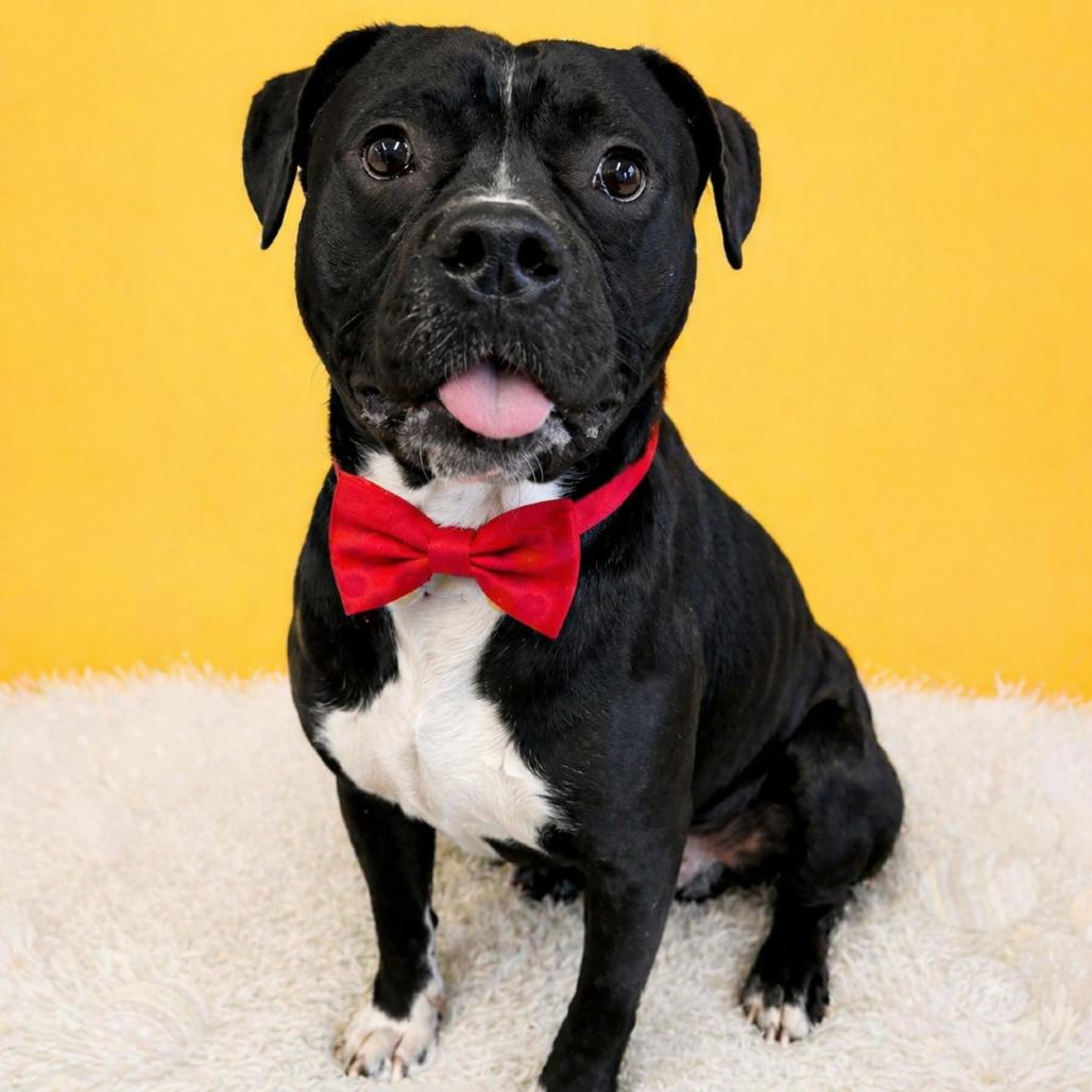 Enlarge Radish, a Adoptable mixed breed in Binghamton, NY image 5/6