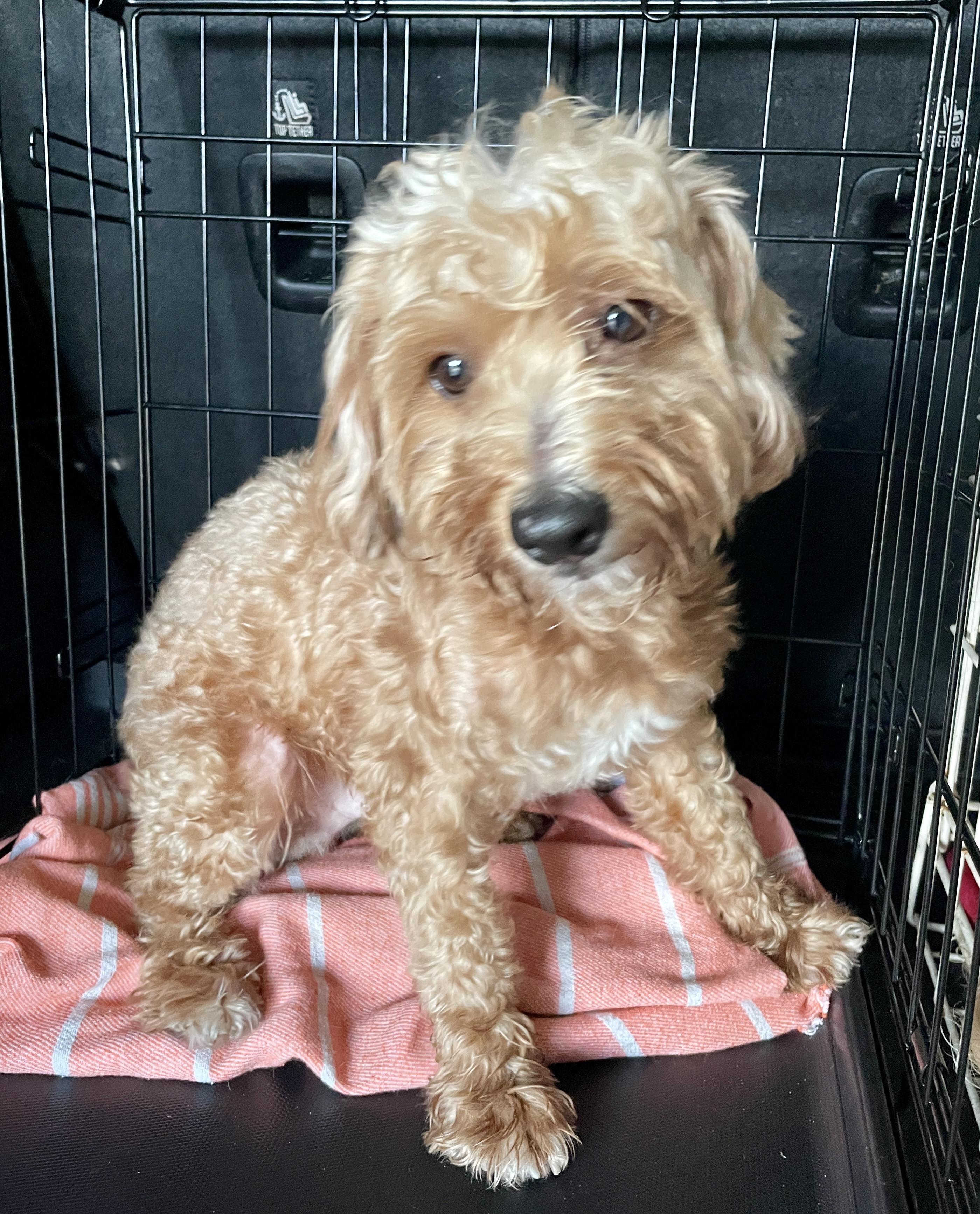Rey, a Adoptable Miniature Poodle in Sarasota, FL image 2/3