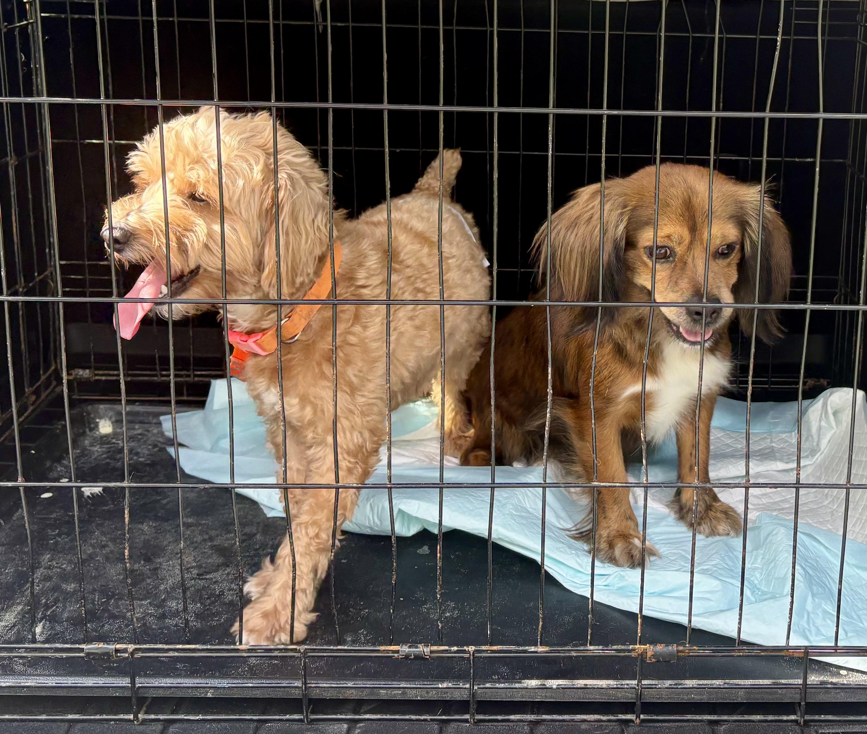 Rey, a Adoptable Miniature Poodle in Sarasota, FL image 3/3