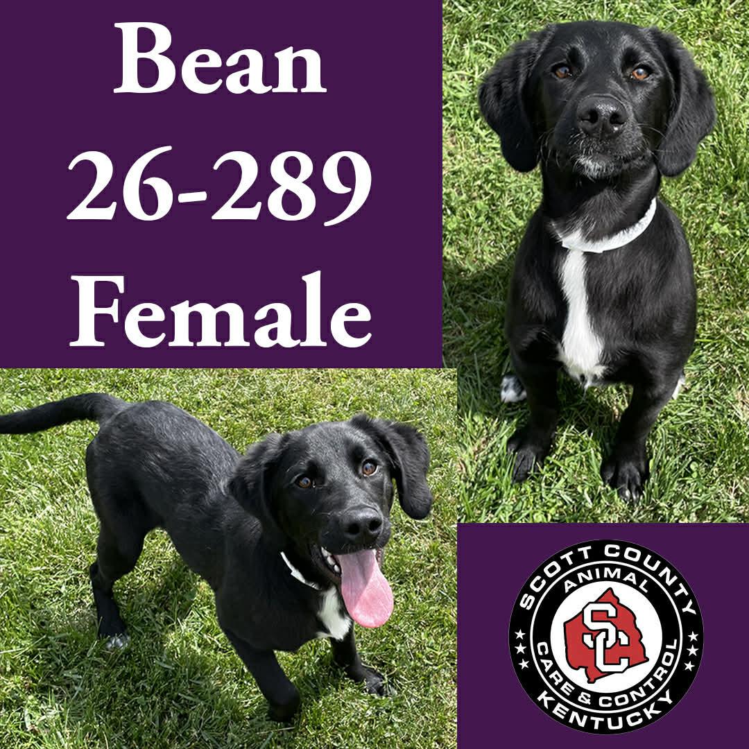 Enlarge Bean, a Adopted Labrador Retriever in Georgetown, KY image 1/1
