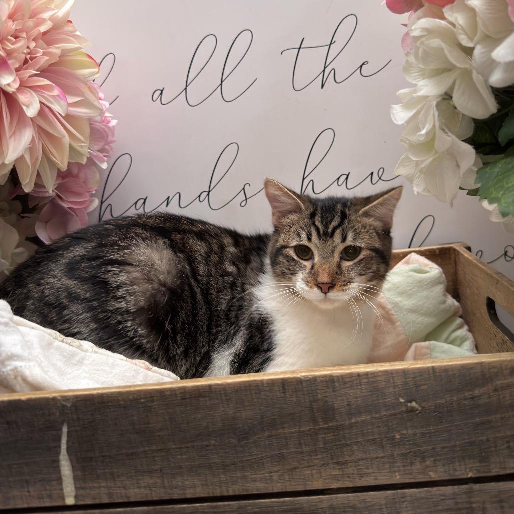 Enlarge Muffy, a Adoptable Domestic Short Hair in Newberg, OR image 1/1