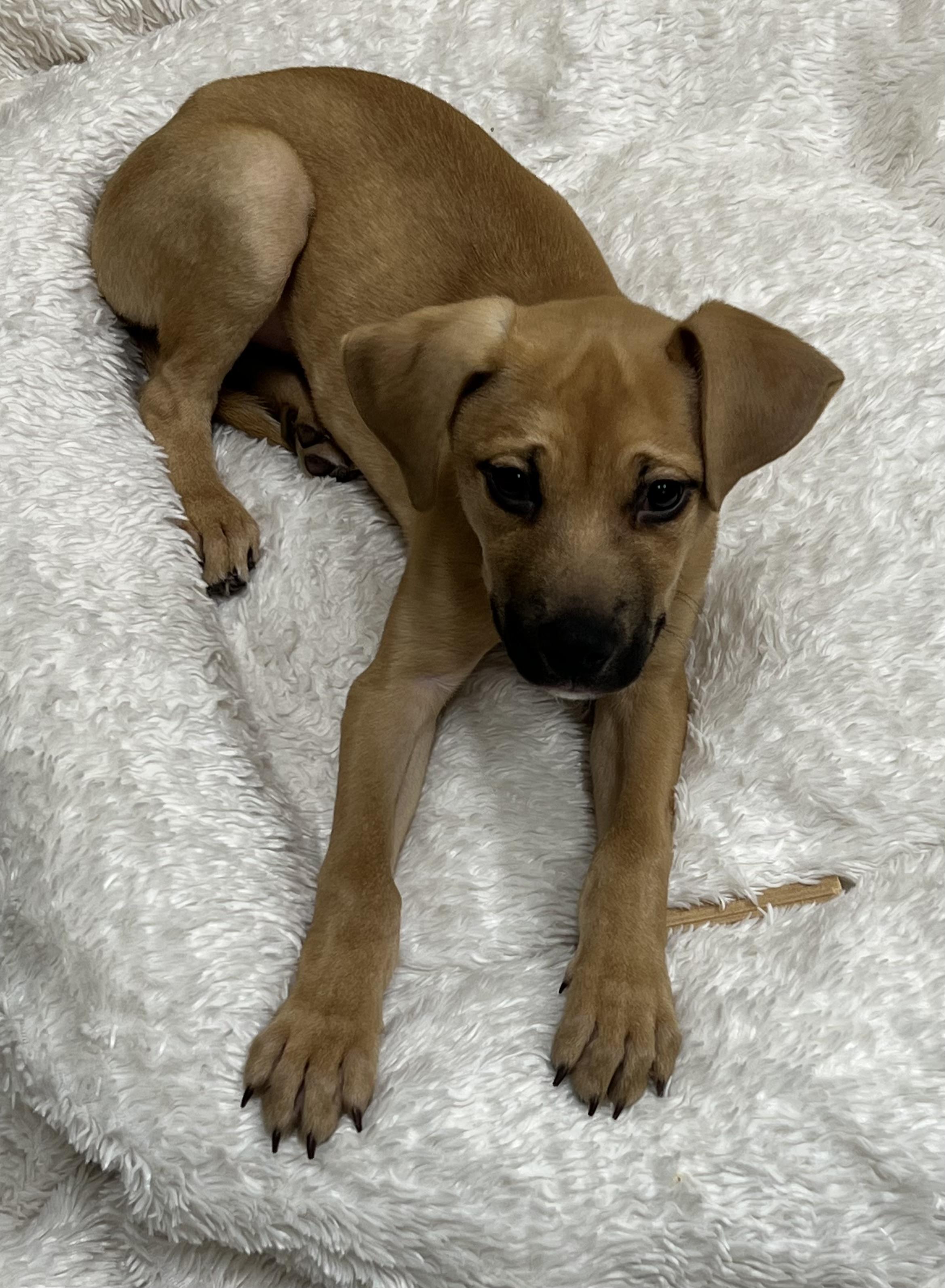 Asher, ADOPTABLE, Puppy Male Black Mouth Cur.