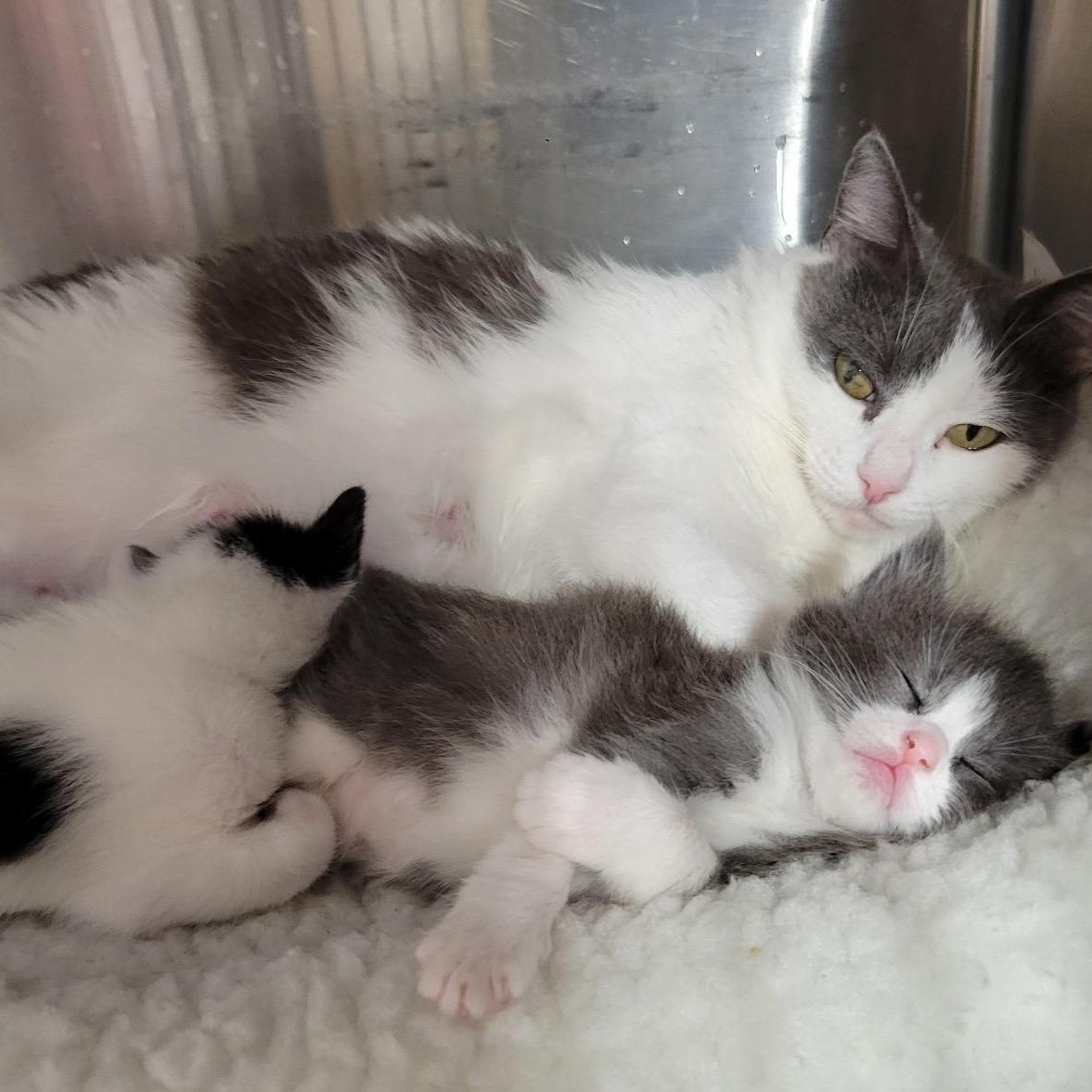 Enlarge Confetti, a Adoptable American Shorthair in North Kingstown, RI image 3/5