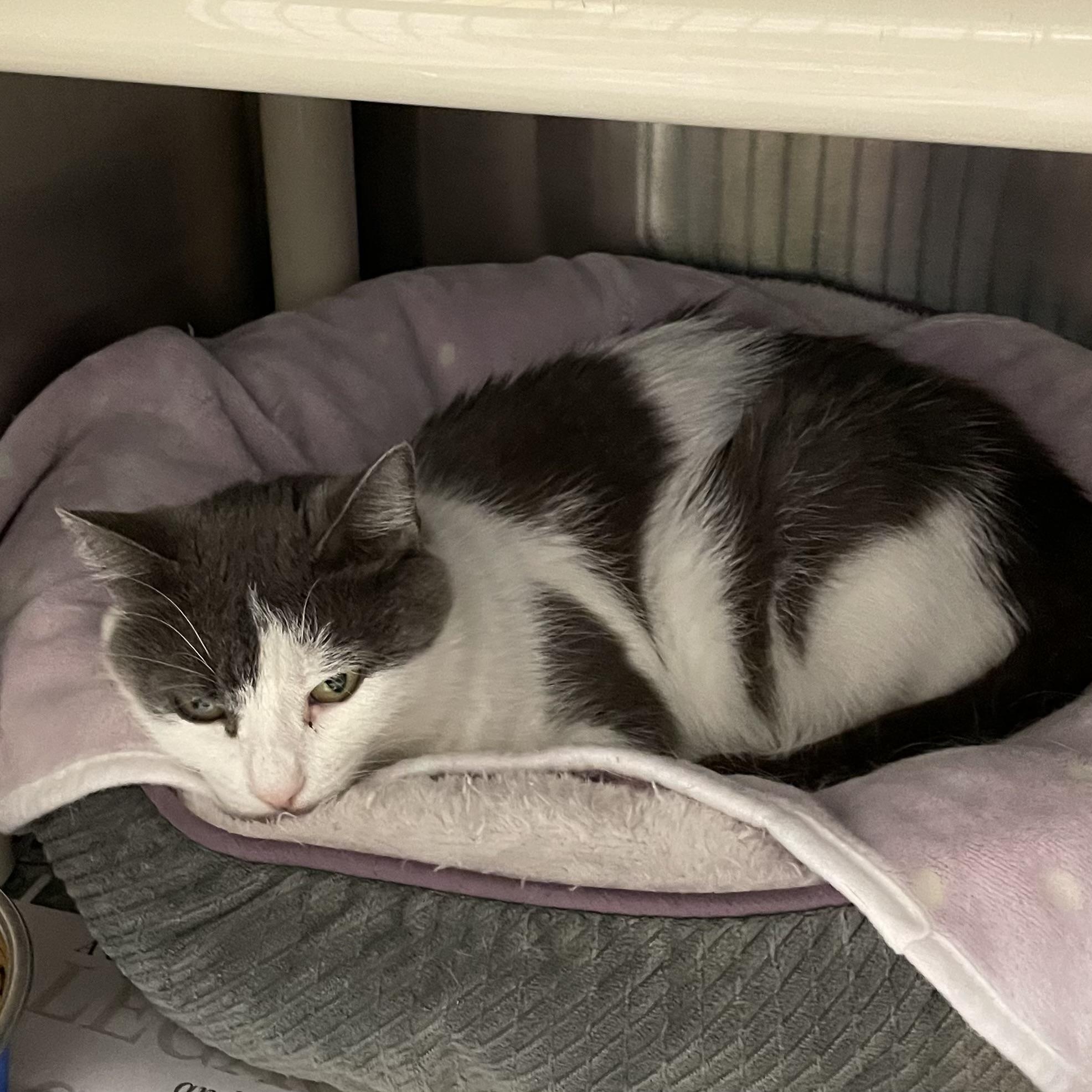 Enlarge Confetti, a Adoptable American Shorthair in North Kingstown, RI image 5/5
