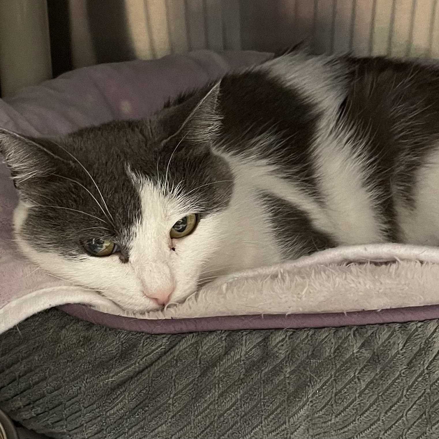 Confetti, Adoptable, Young Female American Shorthair.