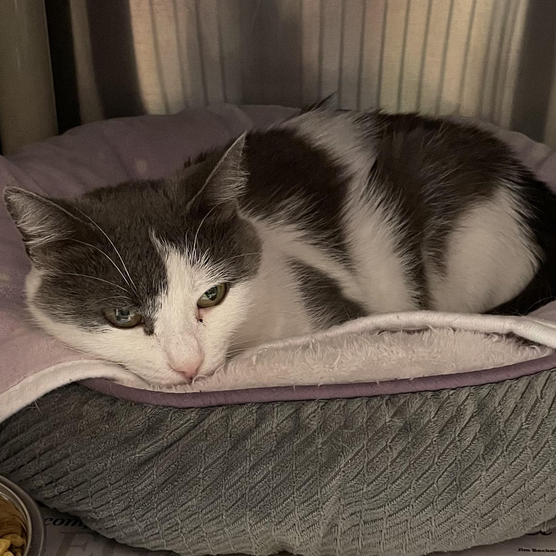 Enlarge Confetti, a Adoptable American Shorthair in North Kingstown, RI image 4/5