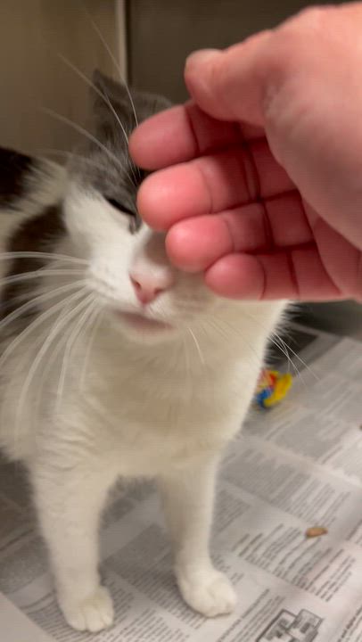 Enlarge Confetti, a Adoptable American Shorthair in North Kingstown, RI video 2/5