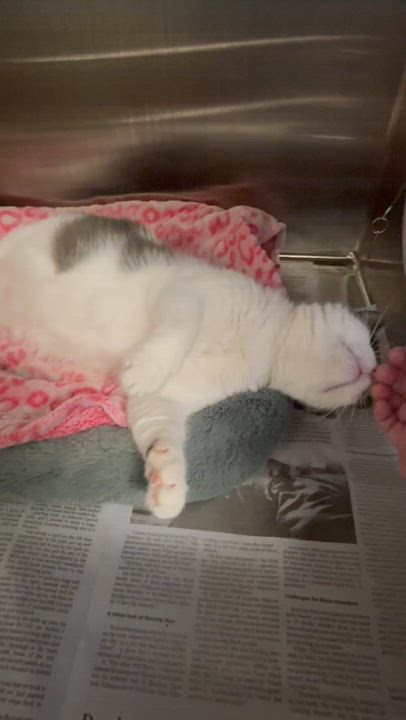 Enlarge Confetti, a Adoptable American Shorthair in North Kingstown, RI video 2/5