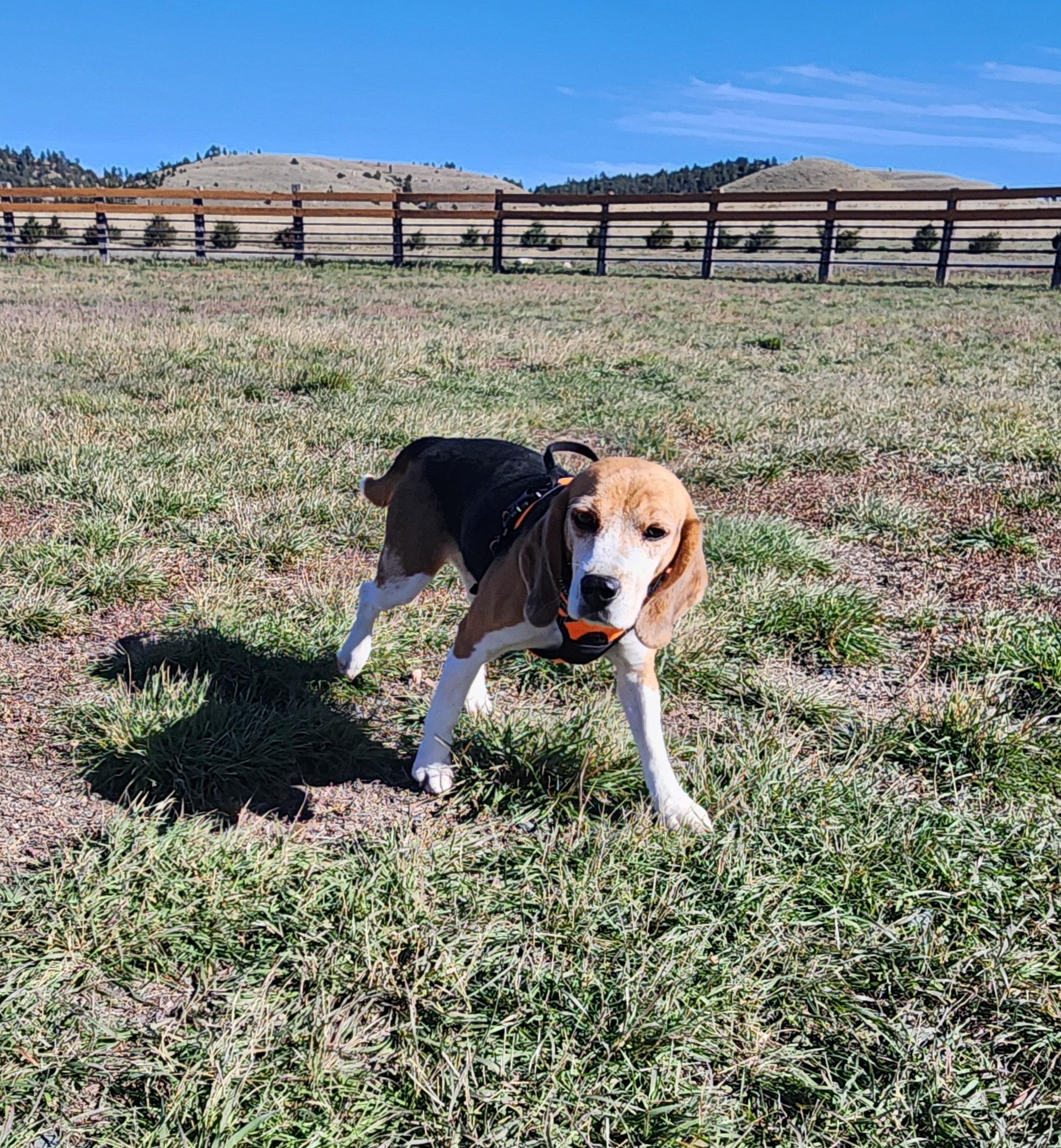 Olympia, an adoptable Beagle in Hartville, WY, 82215 | Photo Image 3