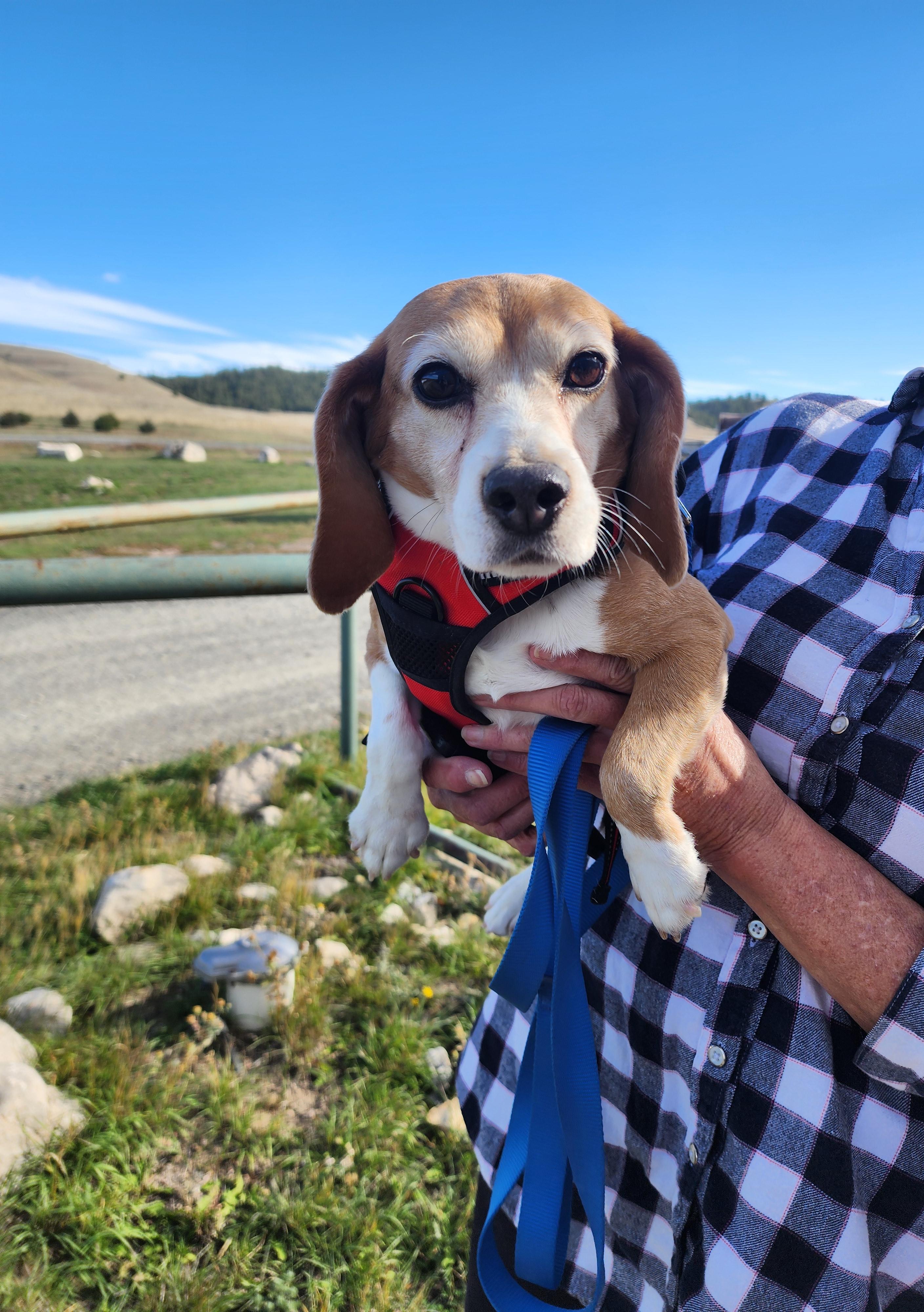 Olympia, an adoptable Beagle in Hartville, WY, 82215 | Photo Image 4
