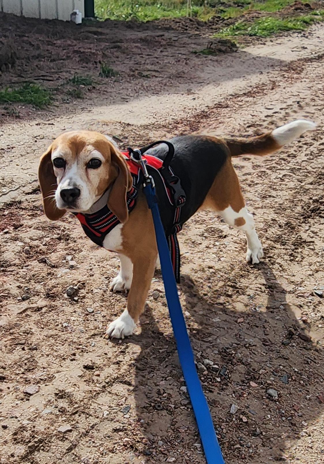 Olympia, an adoptable Beagle in Hartville, WY, 82215 | Photo Image 1