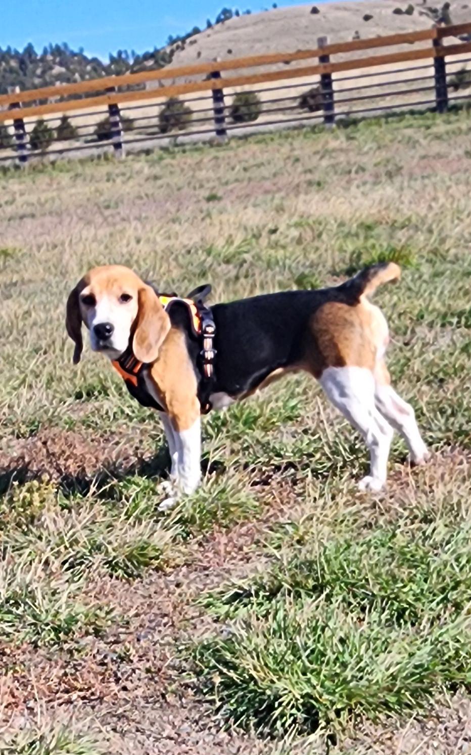 Olympia, an adoptable Beagle in Hartville, WY, 82215 | Photo Image 2