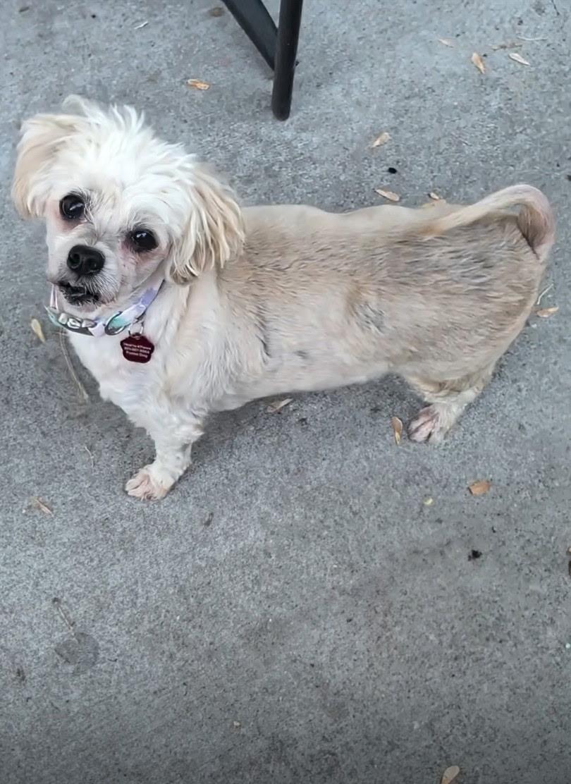 Enlarge Britney, a Adoptable Maltese in West Valley, UT image 3/4