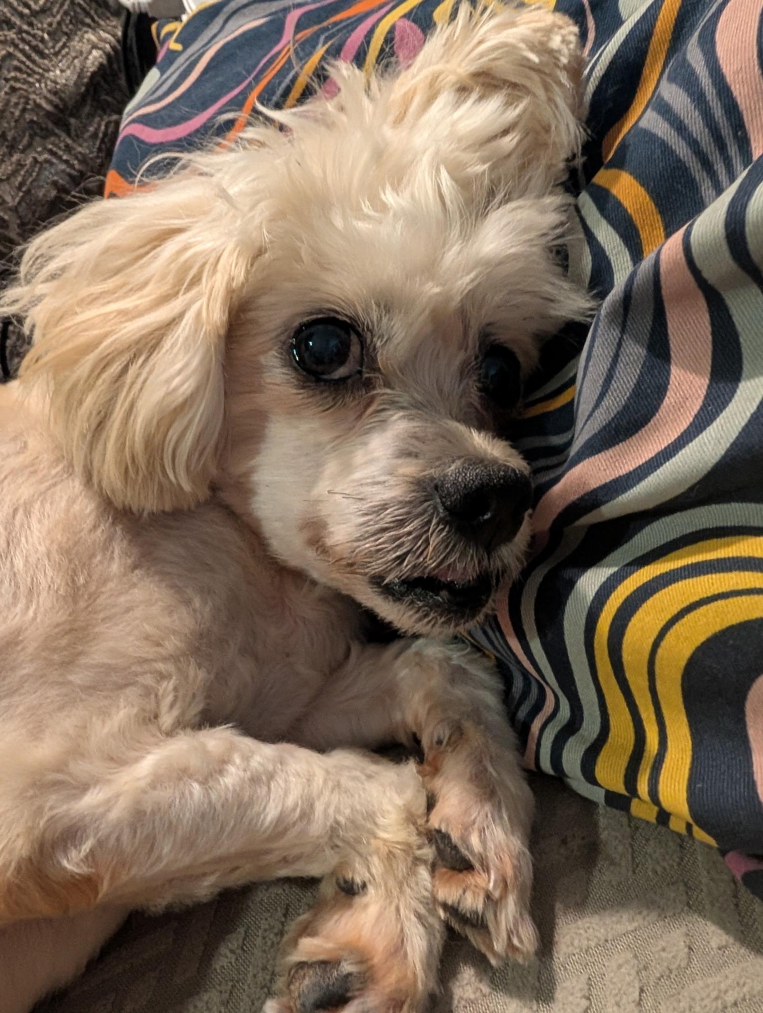Enlarge Britney, a Adoptable Maltese in West Valley, UT image 1/4
