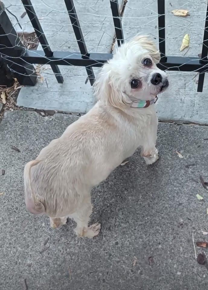 Enlarge Britney, a Adoptable Maltese in West Valley, UT image 4/4