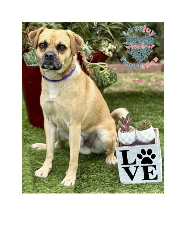 Ramen 369 RB, a Adoptable Puggle in Inglewood, CA image 5/6