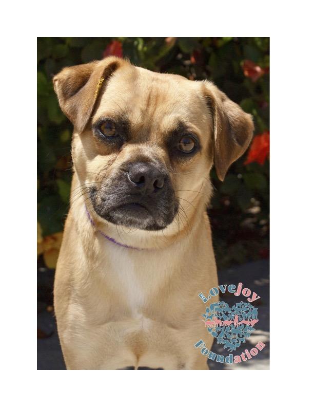 Ramen 369 RB, a Adoptable Puggle in Inglewood, CA image 2/6