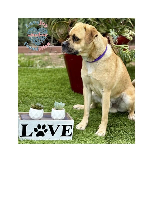 Ramen 369 RB, a Adoptable Puggle in Inglewood, CA image 6/6