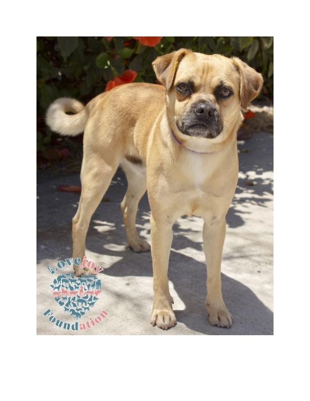 Ramen 369 RB, a Adoptable Puggle in Inglewood, CA image 1/6