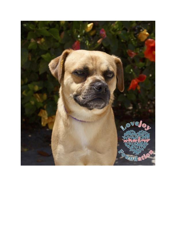 Ramen 369 RB, a Adoptable Puggle in Inglewood, CA image 4/6