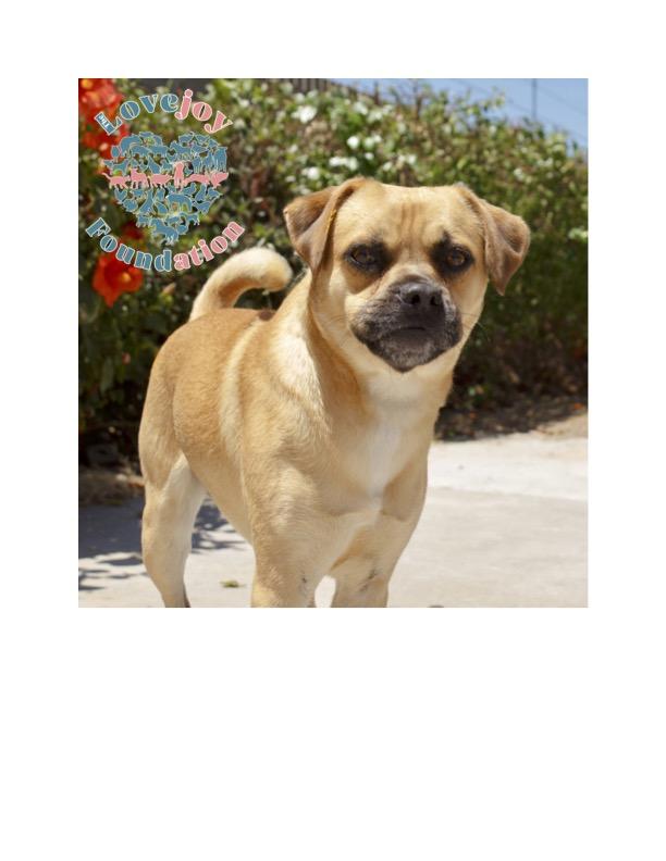 Ramen 369 RB, a Adoptable Puggle in Inglewood, CA image 3/6