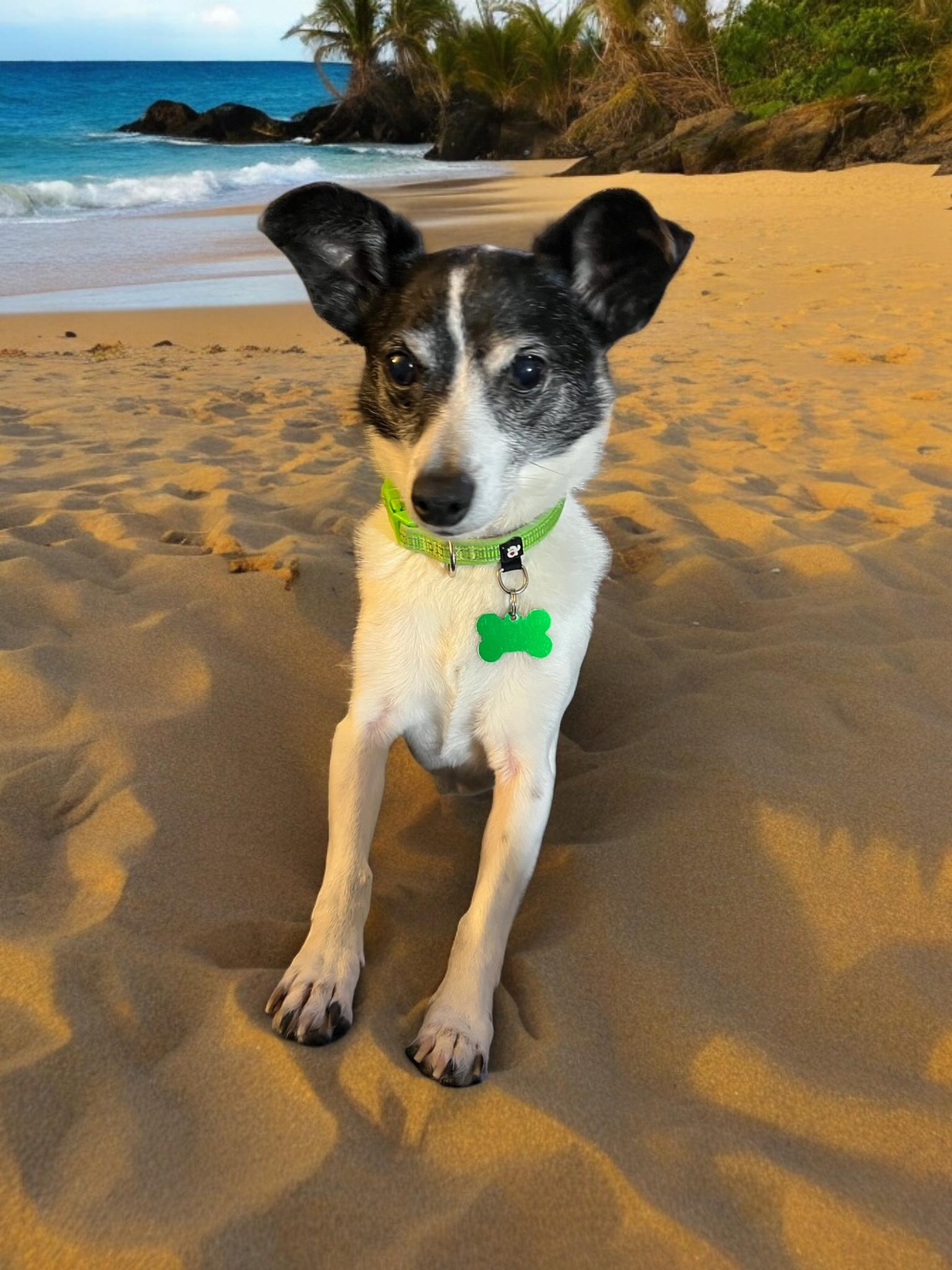 COLBY, Senior Male Fox Terrier