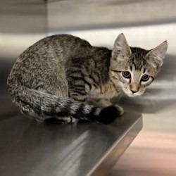 Enlarge Sphinx, a Adoptable mixed breed in Bullhead City, AZ image 1/1