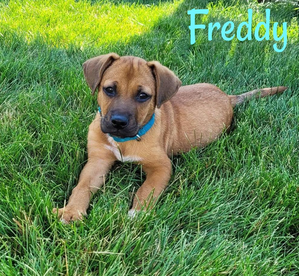 Freddy, ADOPTABLE, Puppy Male Mixed Breed.