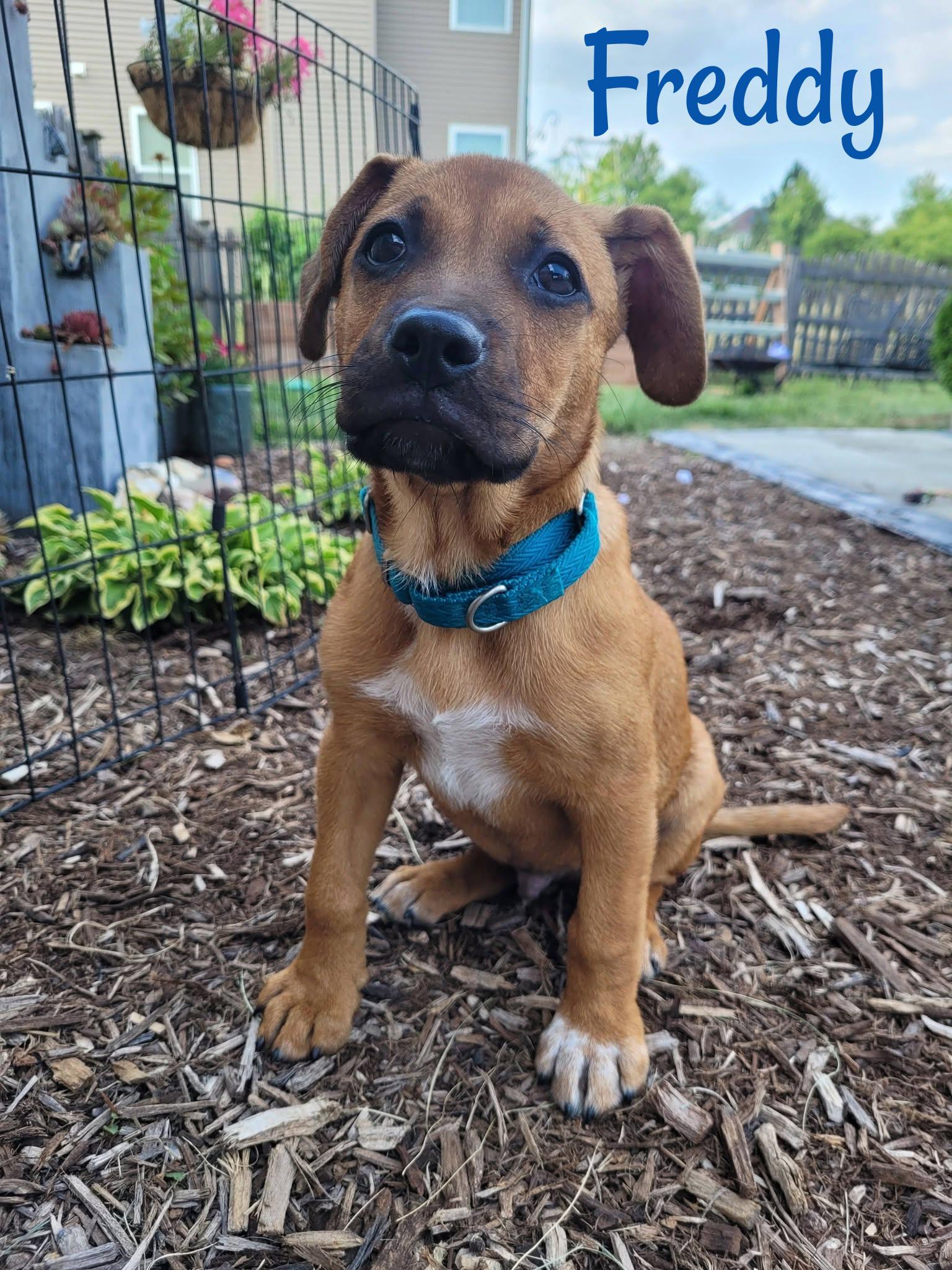 Enlarge Freddy, a ADOPTABLE mixed breed in Elburn, IL image 5/6