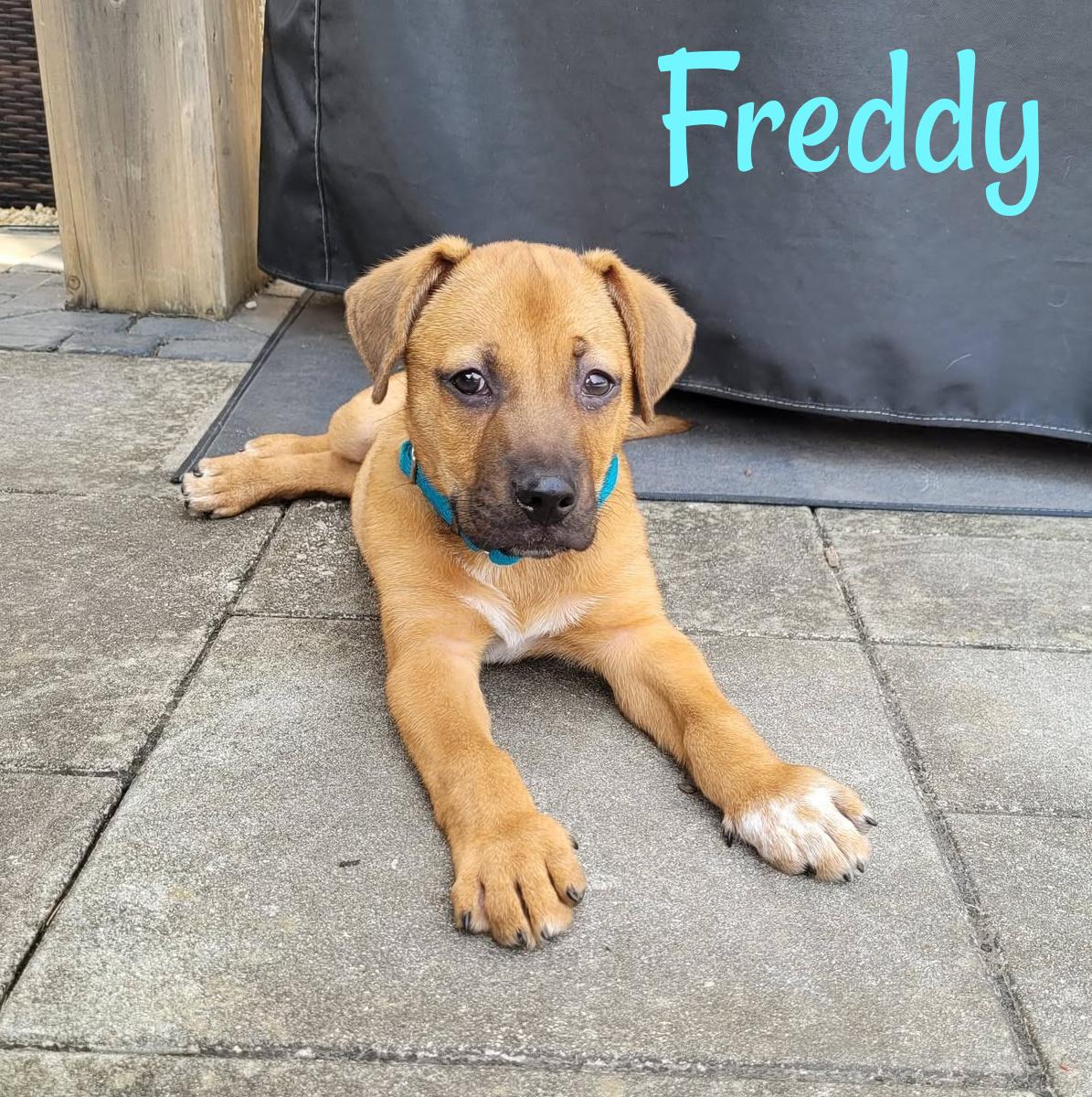 Enlarge Freddy, a ADOPTABLE mixed breed in Elburn, IL image 6/6