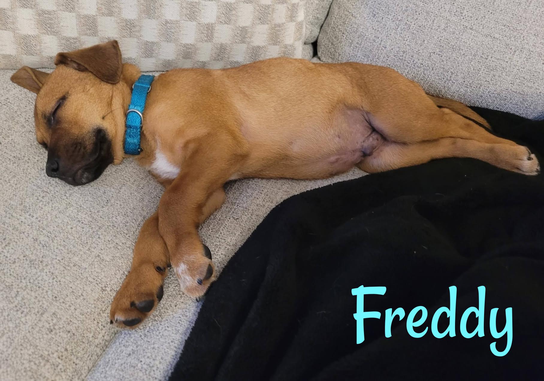 Enlarge Freddy, a ADOPTABLE mixed breed in Elburn, IL image 4/6