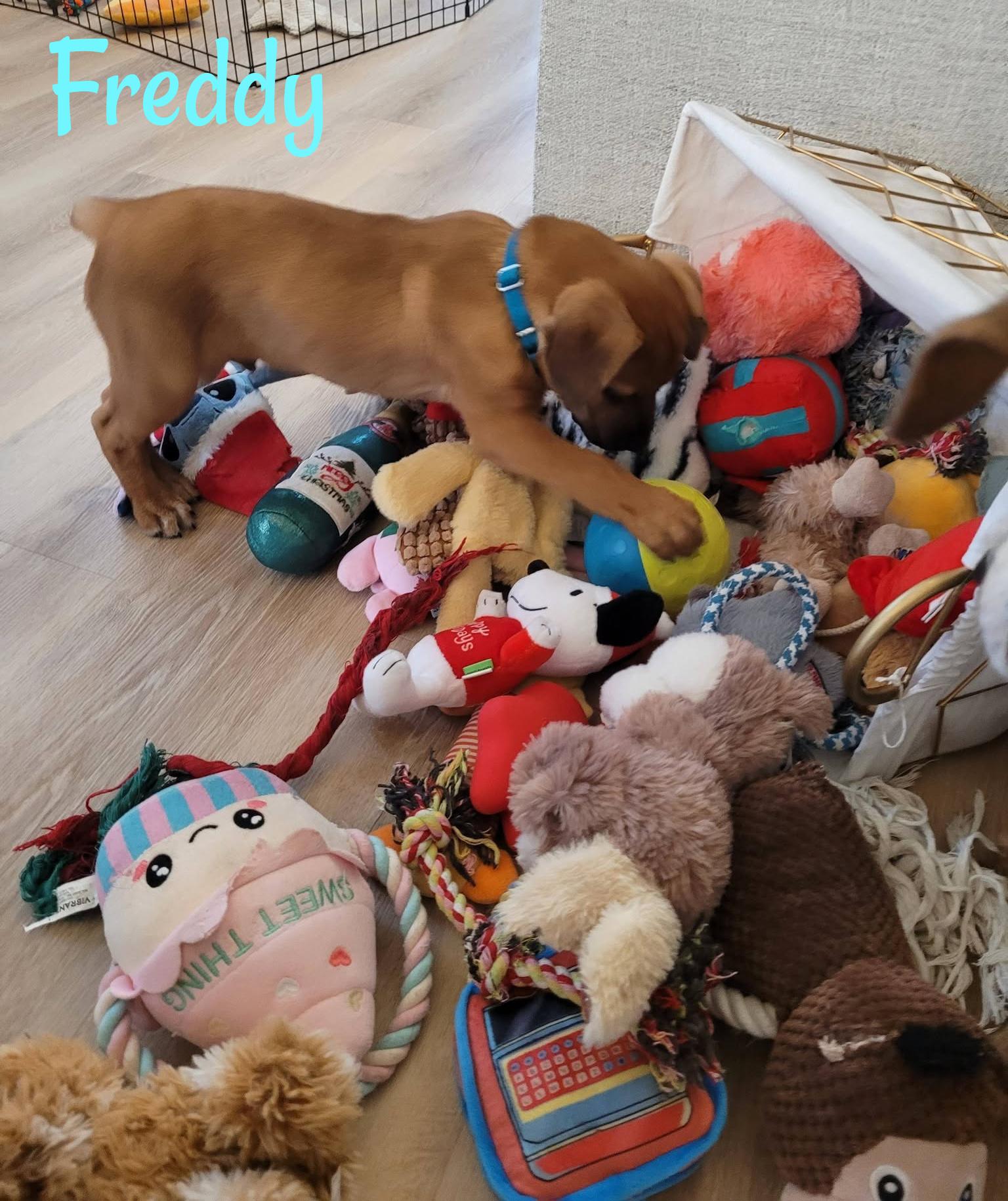 Enlarge Freddy, a ADOPTABLE mixed breed in Elburn, IL image 3/6