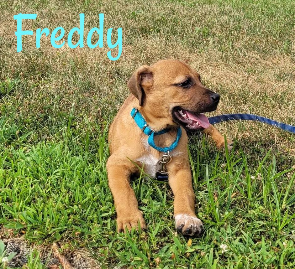 Enlarge Freddy, a ADOPTABLE mixed breed in Elburn, IL image 2/6
