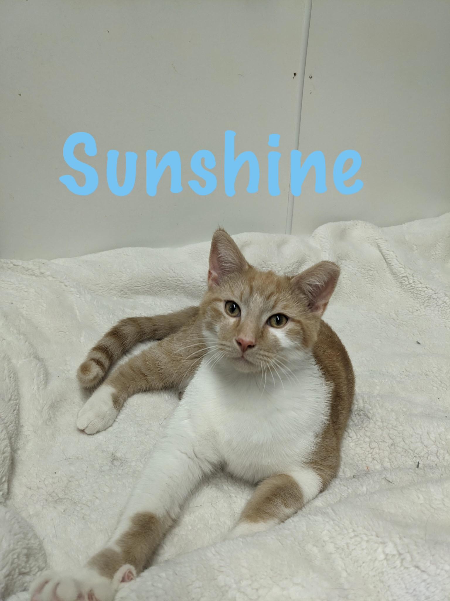 Enlarge Sunshine, a ADOPTABLE American Shorthair in Perry, GA image 1/1