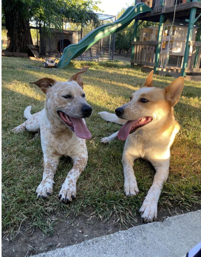 Enlarge Bonnie, a ADOPTABLE mixed breed in Davis, CA image 5/6