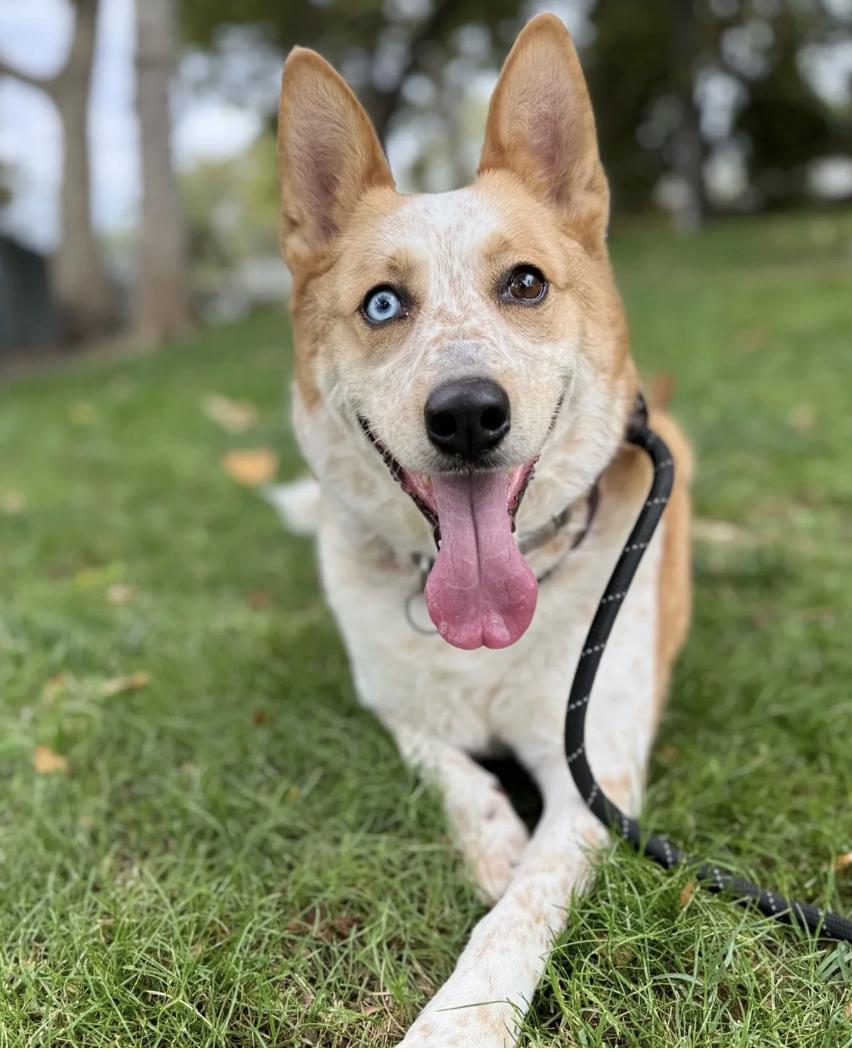 Enlarge Bonnie, a ADOPTABLE mixed breed in Davis, CA image 1/6