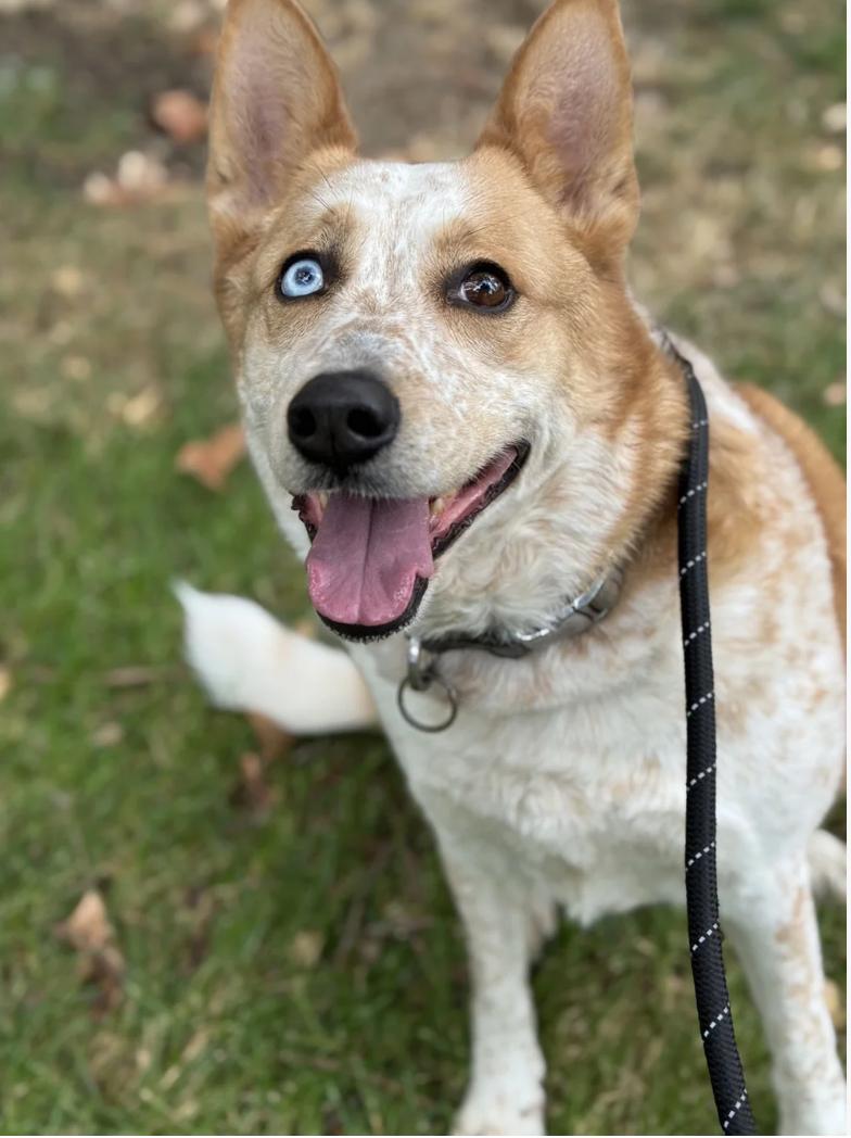 Enlarge Bonnie, a ADOPTABLE mixed breed in Davis, CA image 6/6