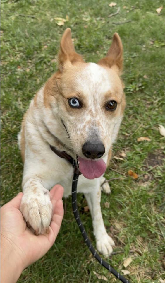 Enlarge Bonnie, a ADOPTABLE mixed breed in Davis, CA image 2/6