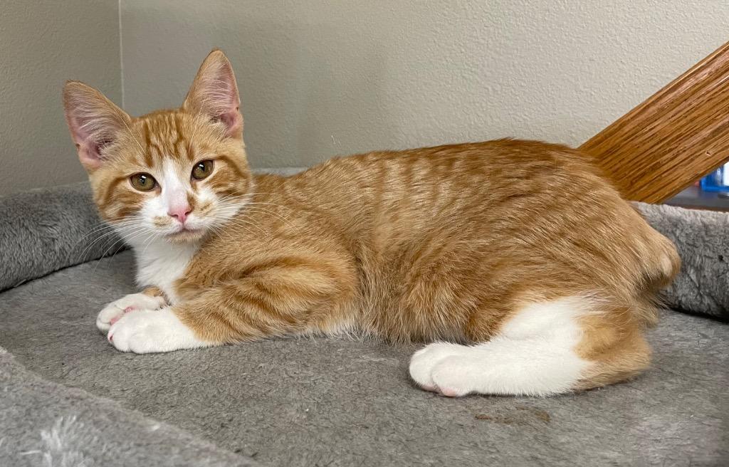 Enlarge Nougat, a Adopted mixed breed in Spooner, WI image 1/1