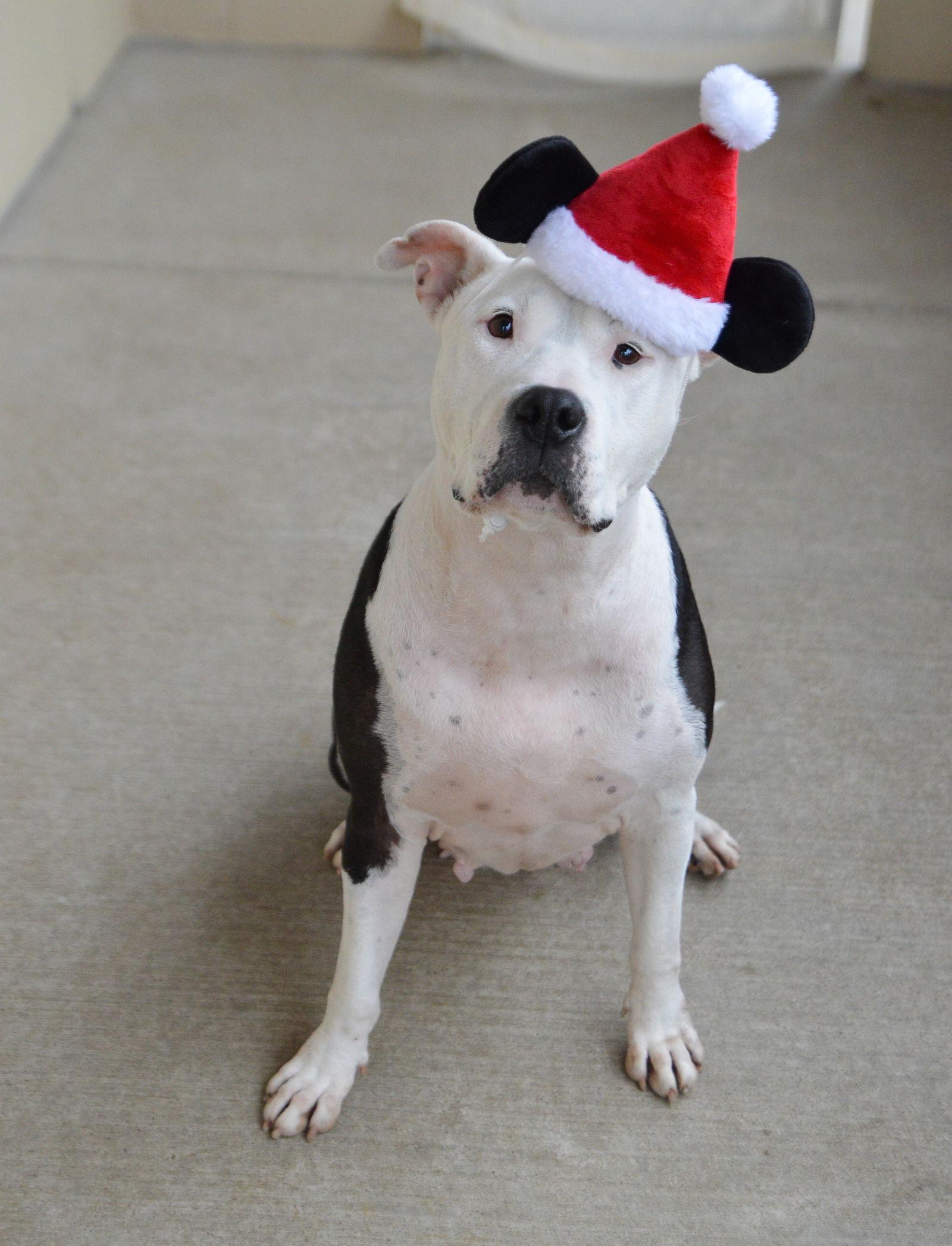 Sedona, Adoptable, Young Female Pit Bull Terrier.