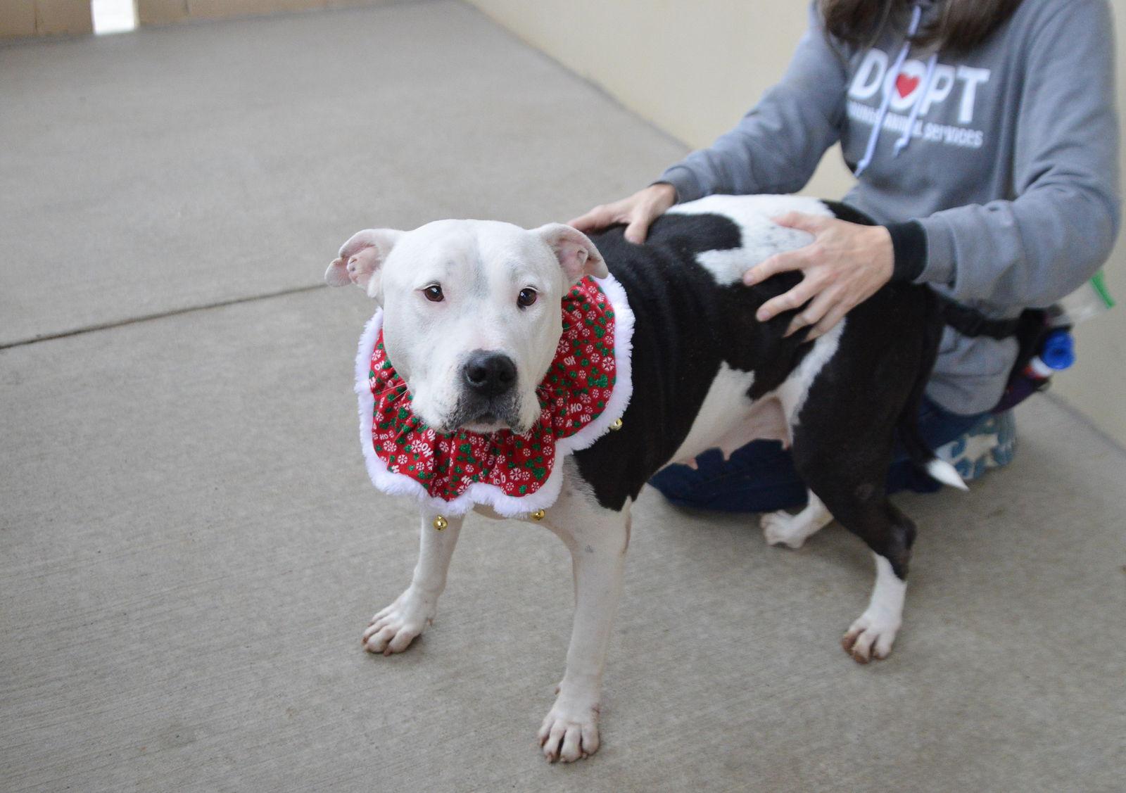 Enlarge Sedona, a Adoptable Pit Bull Terrier in McKinney, TX image 2/3