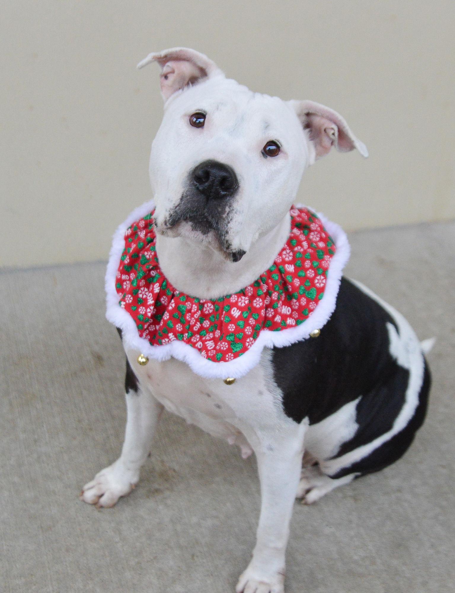 Enlarge Sedona, a Adoptable Pit Bull Terrier in McKinney, TX image 3/3