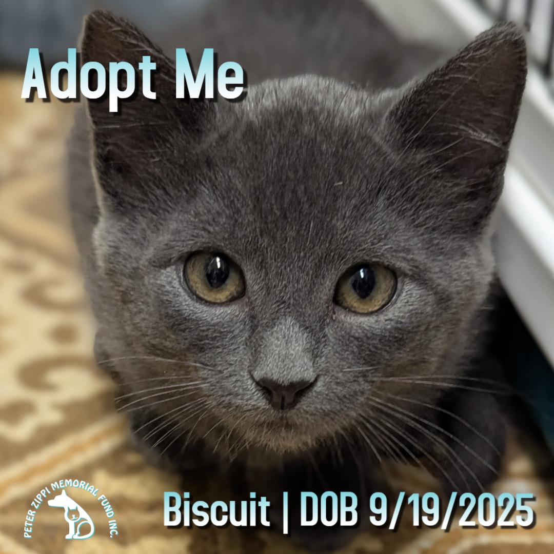 Enlarge Biscuit, a ADOPTABLE mixed breed in Hermosa Beach, CA image 1/1
