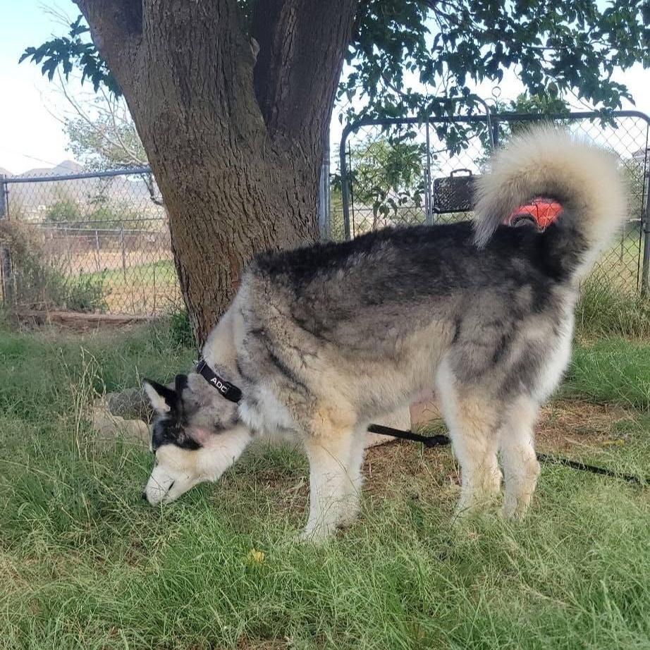 Enlarge Jasper, a Adoptable Husky in Chino valley, AZ image 5/5
