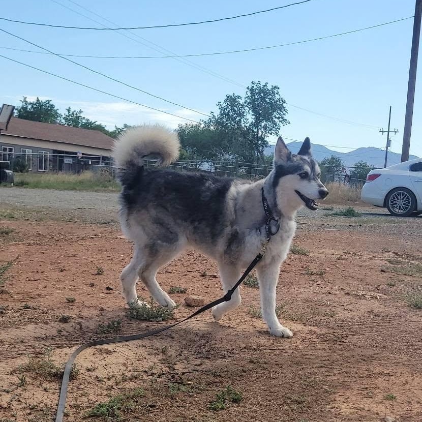 Enlarge Jasper, a Adoptable Husky in Chino valley, AZ image 2/5