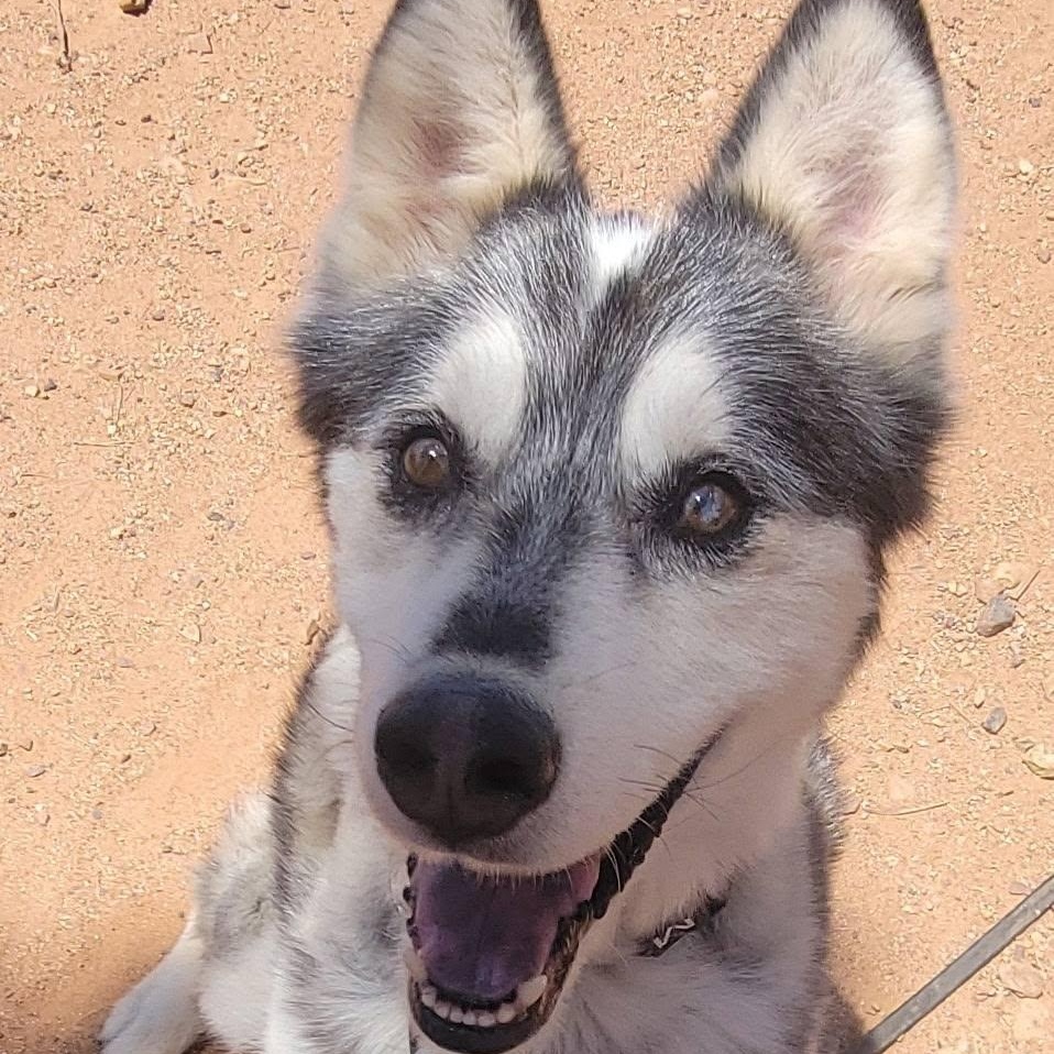 Enlarge Jasper, a Adoptable Husky in Chino valley, AZ image 3/5