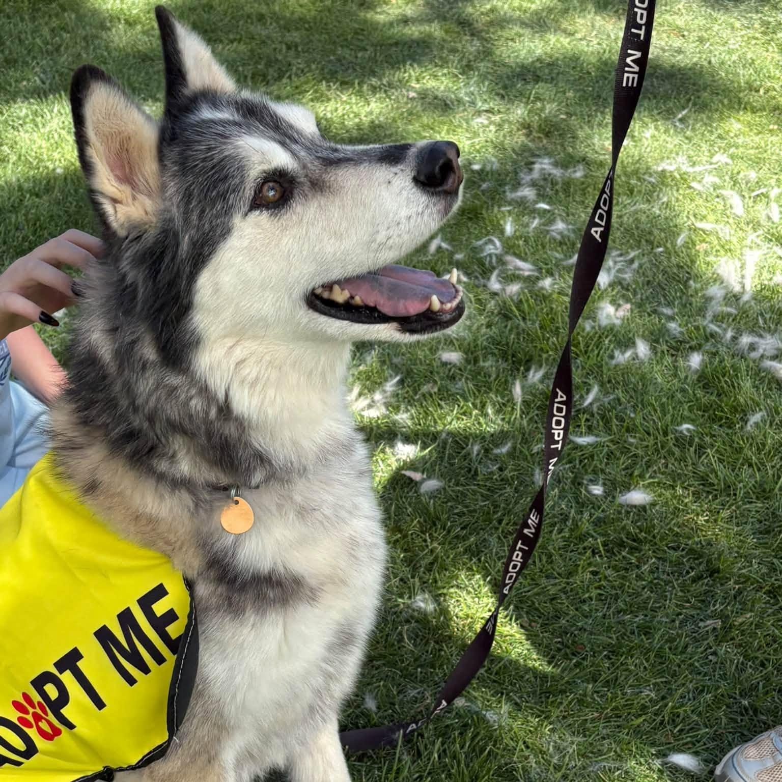 Jasper, Adoptable, Adult Male Husky.